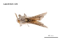 藏品(尖翅蛾科)的圖片